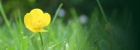 ... a flower for my love out there ...